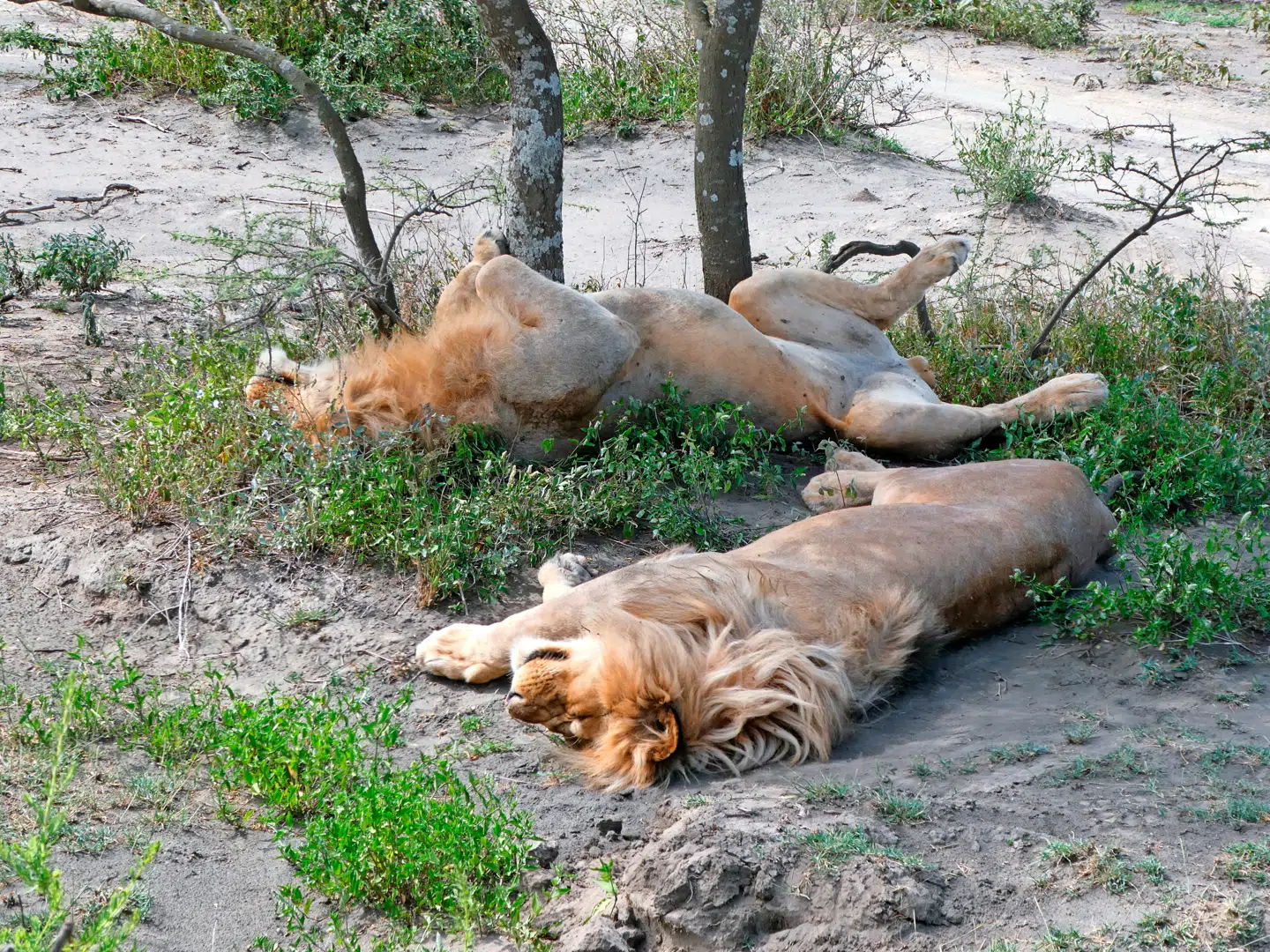 Man kommer helt tæt på dyrene i Serengeti. Heldigvis er løver som disse ofte mætte, når man kommer så tæt på.