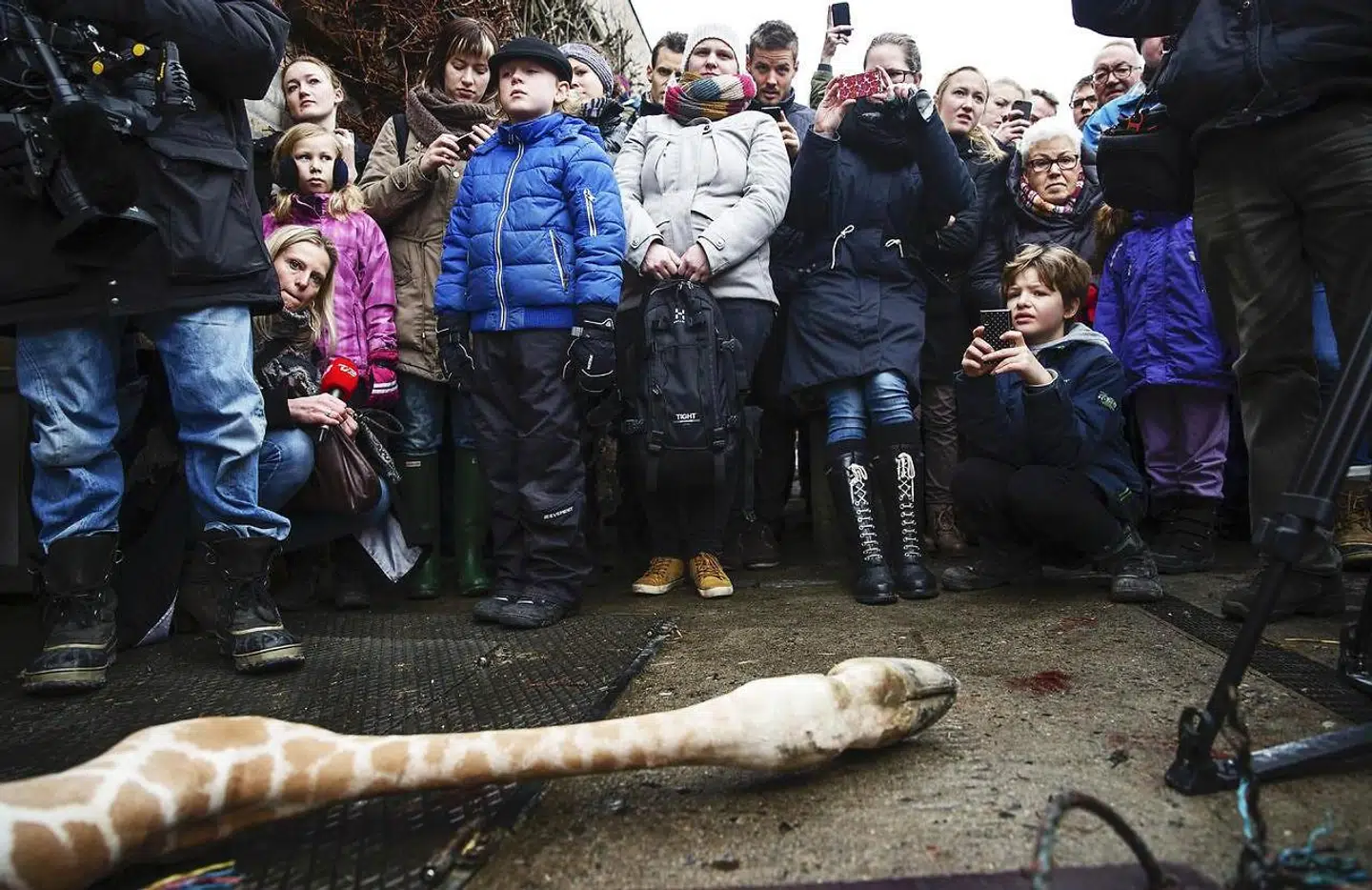 Obduktionen af giraffen Marius er noget af det, russiske Twitterprofiler har beskæftiget sig meget med.