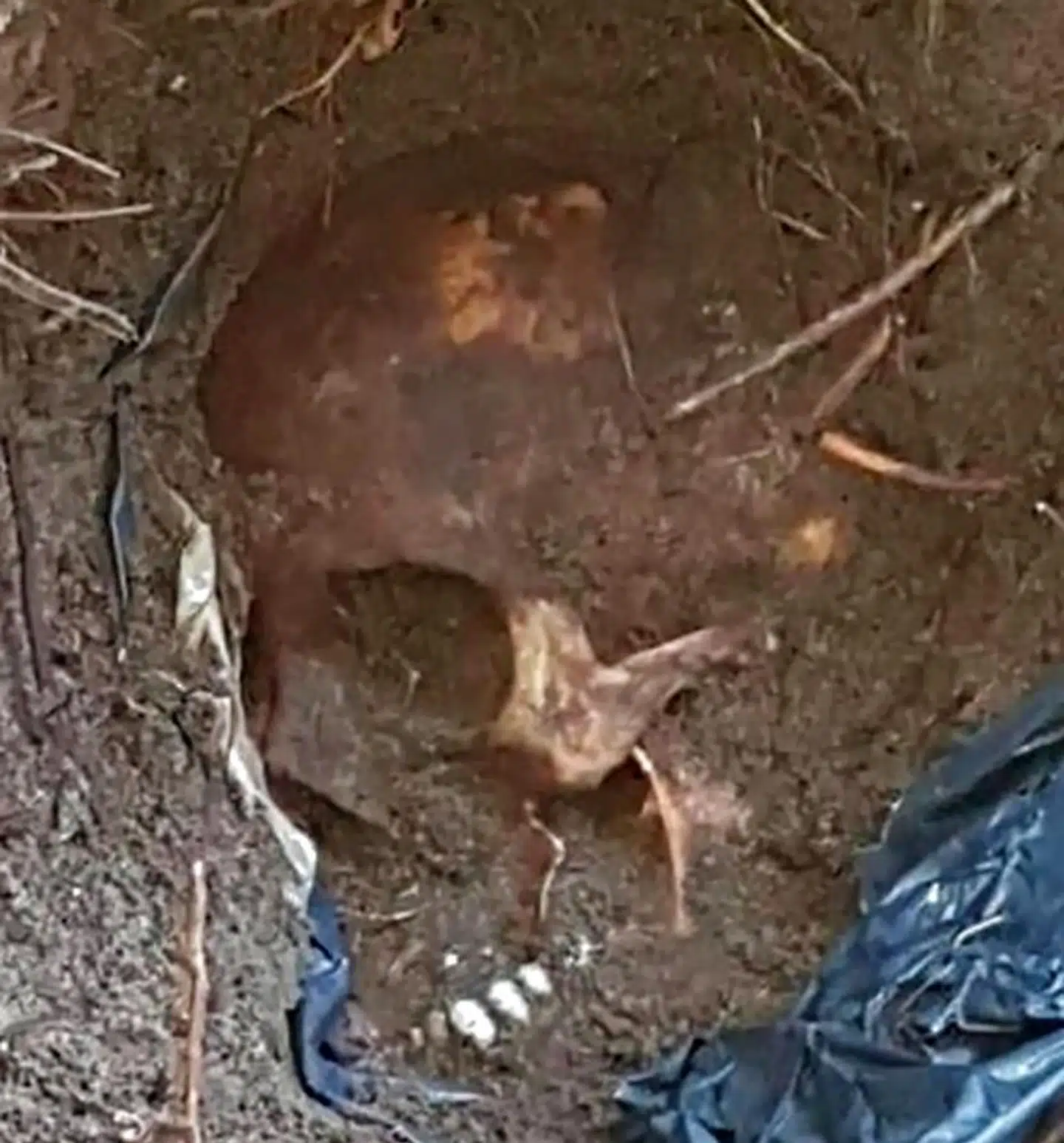 Siden 2007 er der fundet næsten 4.000 uidentificerede lig i massegrave i Mexico. Billedet stammer fra en massegrav lokaliseret i september i delstaten Veracruz med mindst 166 lig.