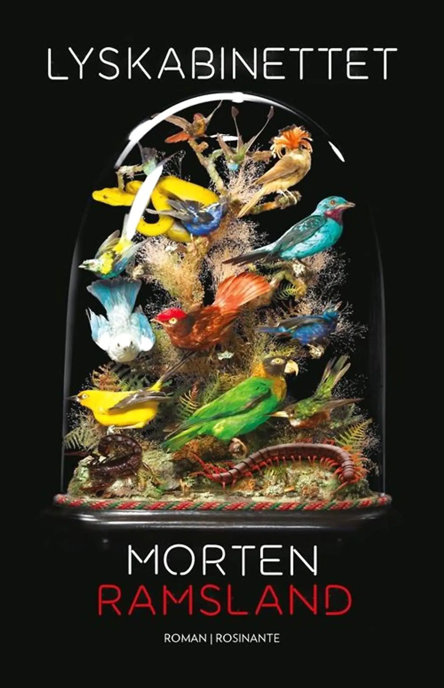 BMINTERN - Cover