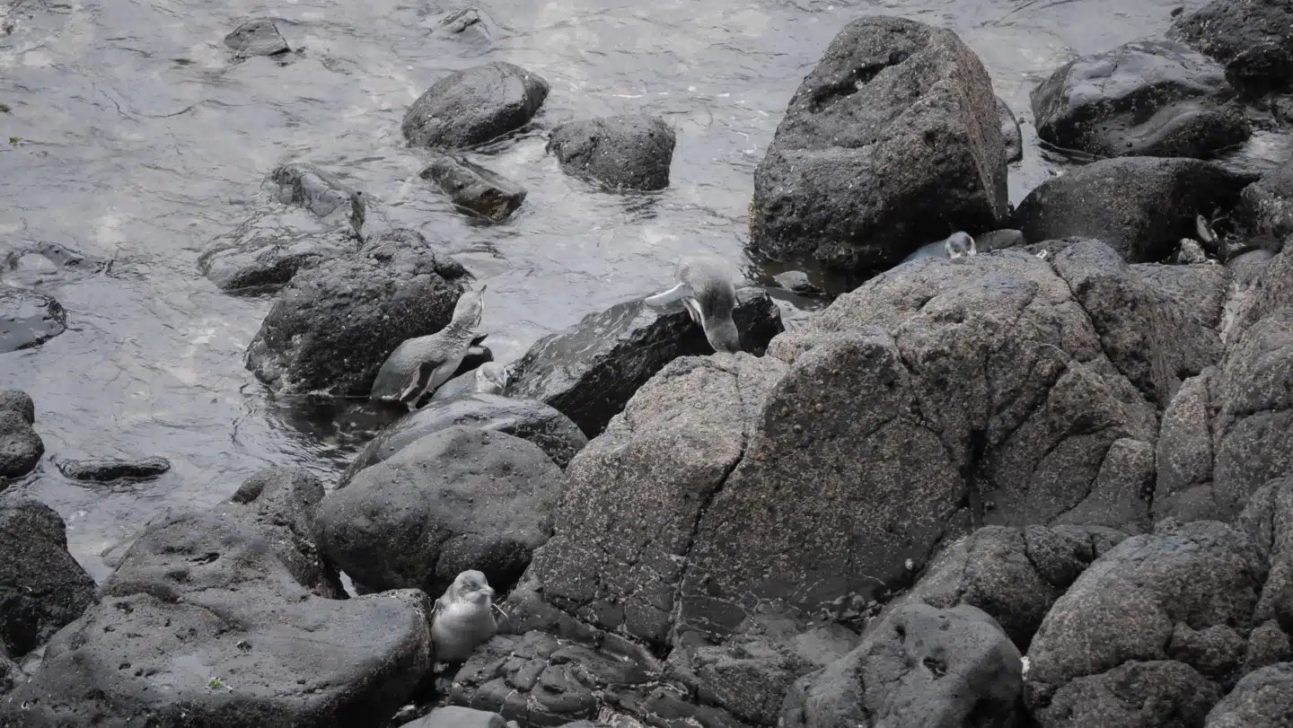 Når tusmørket så småt begynder at falde på, søger pingvinerne op i vandkanten, hvor de socialiserer med hinanden, inden de går til ro for natten. Fotos: Amalie Kønigsfeldt