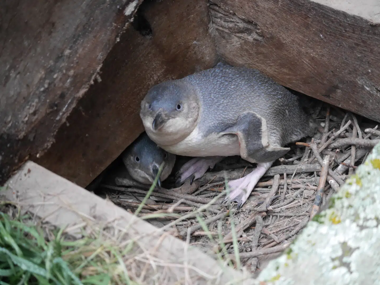 Så tæt kunne vi komme på de små, blå pingviner i de kunstige redekasser.