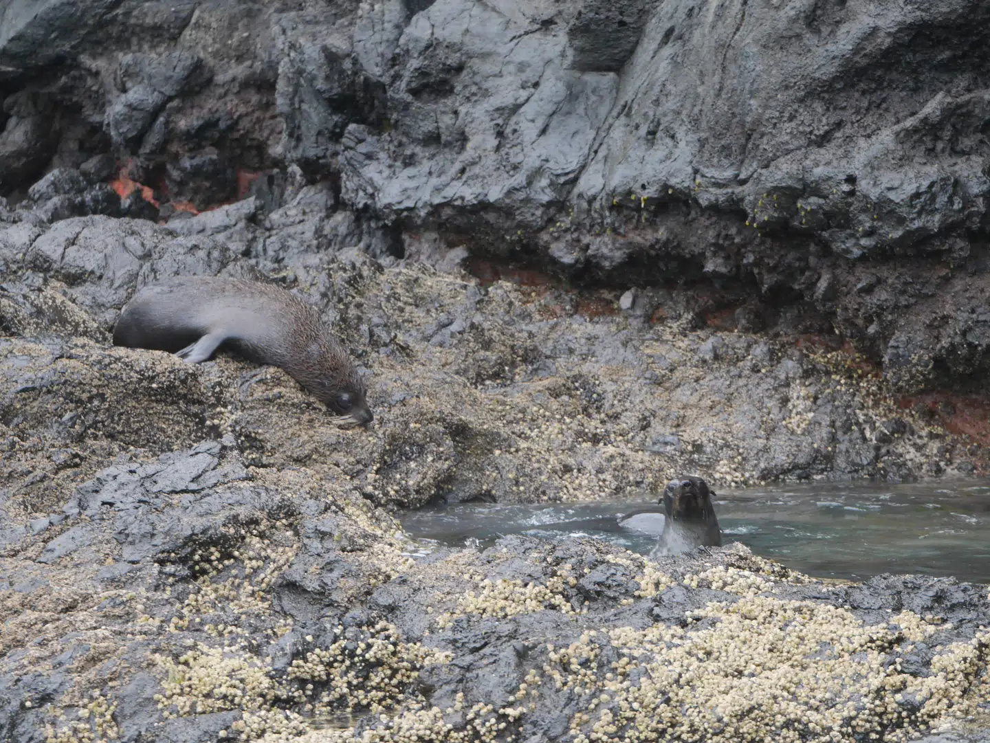 En udhuling i en klippe gør det ud for et badekar for en lille samling sæler.