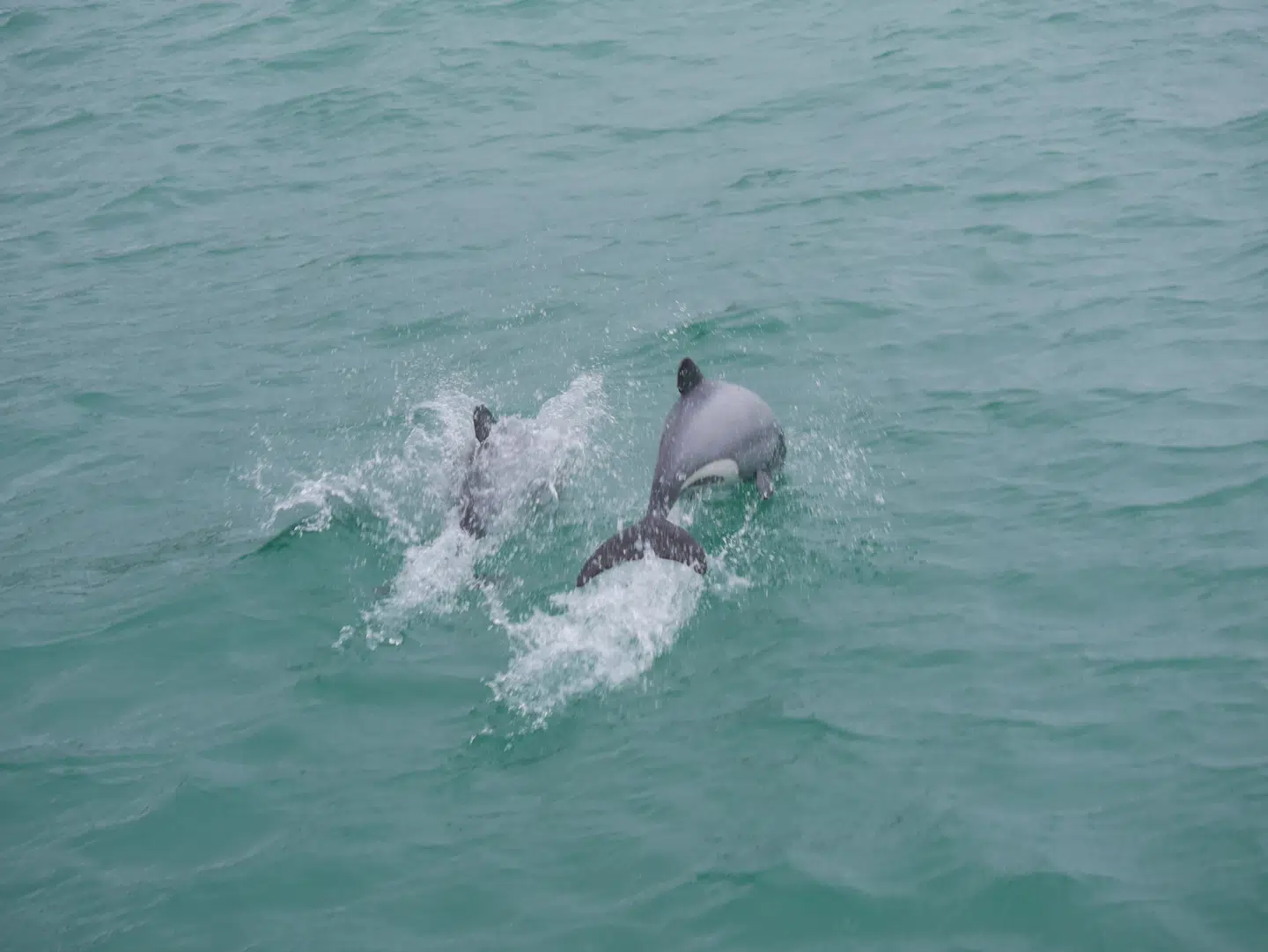 Verdens mindste delfinart, Hectors delfiner, i fuld spring.