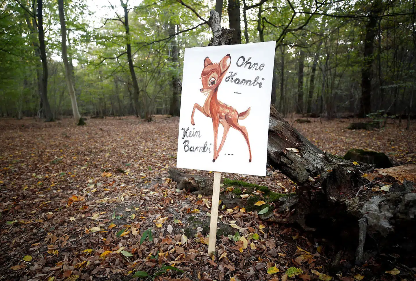 I Hambacherskoven, en times kørsel uden for Køln, har tyskere i årevis demonstreret imod, at energiselskabet RWE fældede træer for at gøre plads til kulminedrift. I de senere uger er demonstrationerne eskaleret. I fredags meddelte en domstol i Münster, at skovfældningen skal stoppes, indtil domstolen har haft tid til at behandle en større klagesag. Mange tyskere kalder Hambacher skoven for »Hambi«, hvilket har givet anledning til sloganet »Bambi har brug for Hambi«. Foto: Wolfgang Rattay/Reuters/Ritzau Scanpix