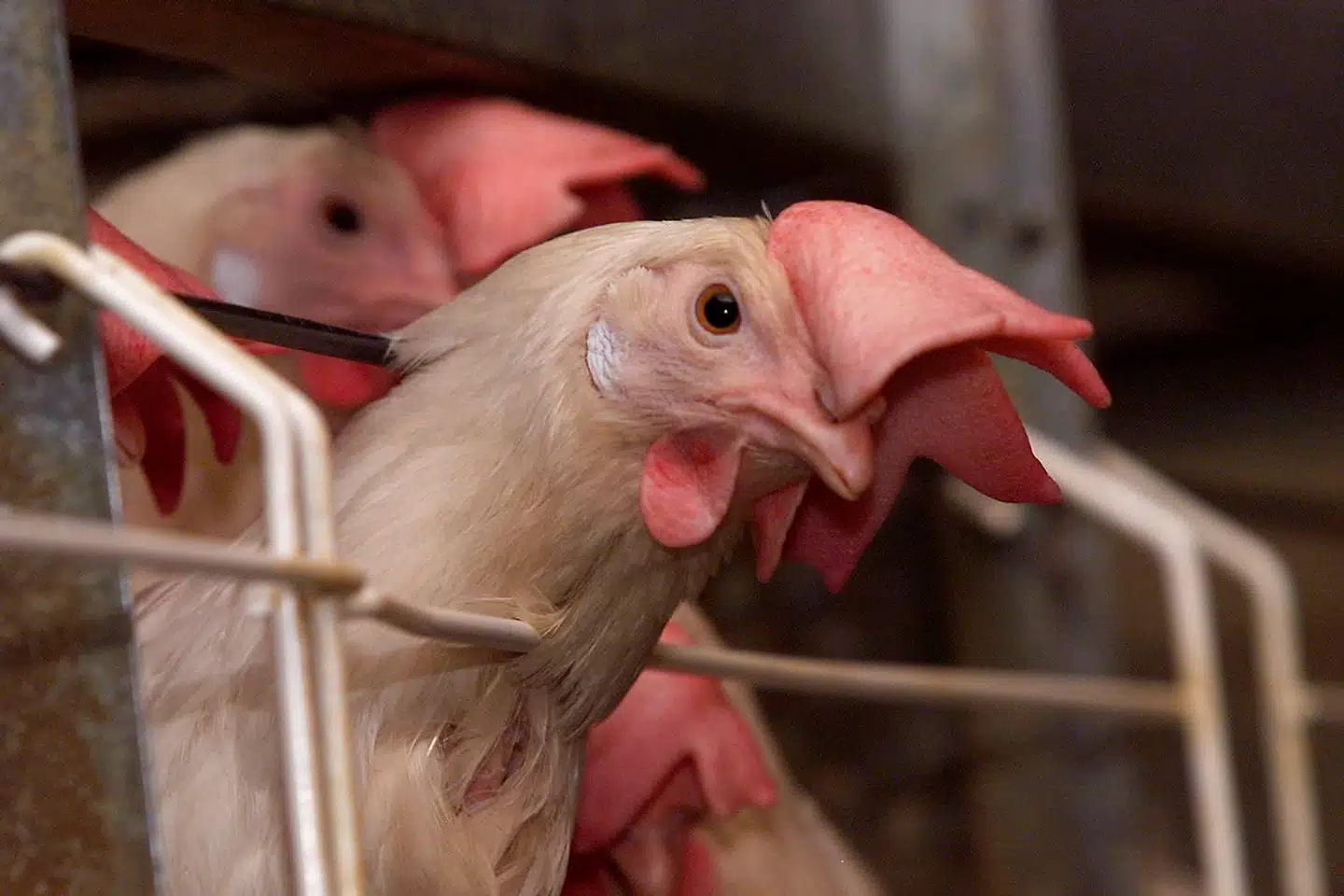 Klimaproblematikken sætter den politiske forbruger i en række dilemmaer. Blandt andet er den konventionelle produktion af kyllinger eller høns bedre for klimaet end den økologiske. Arkivfoto: Ernst van Norde/Ritzau Scanpix