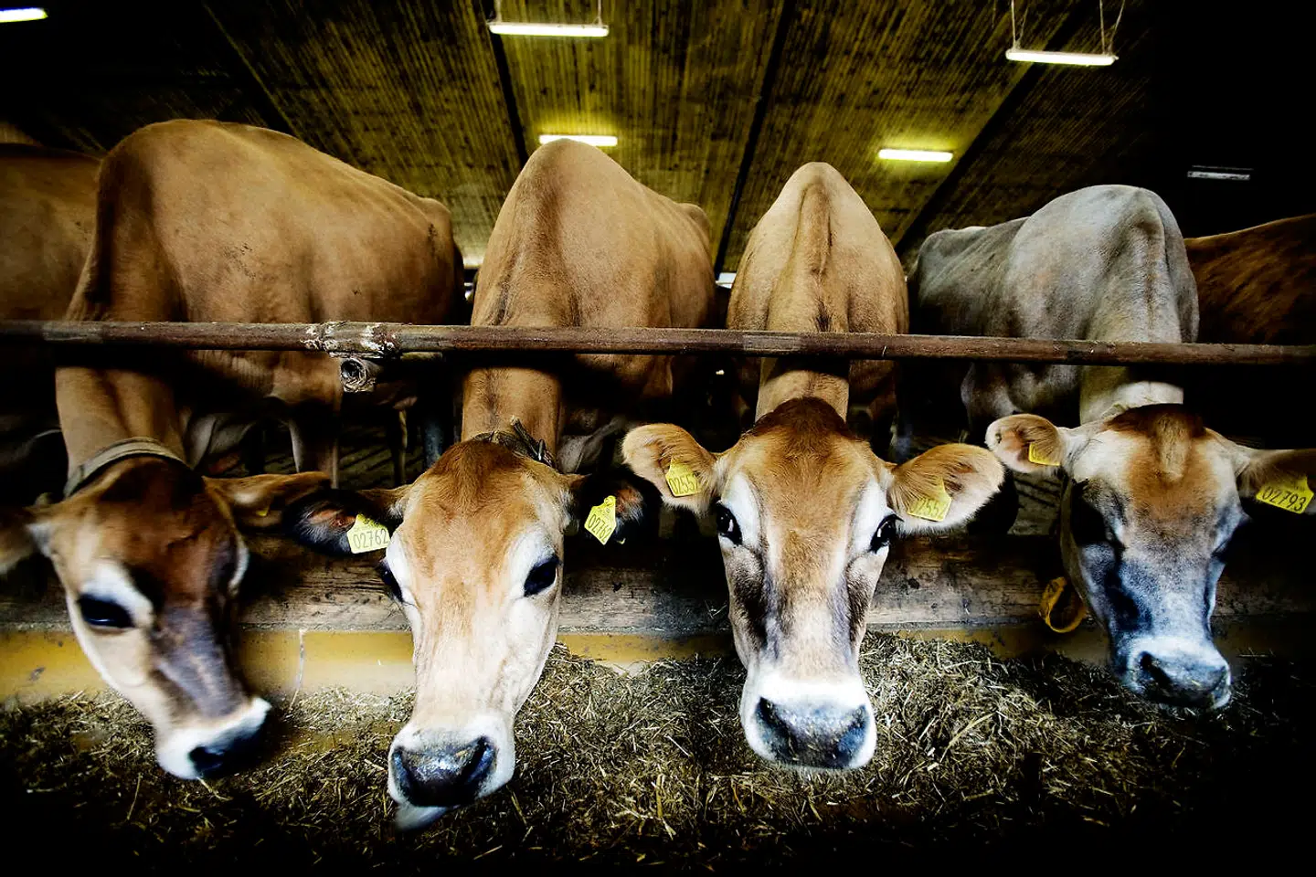 Danskerne kan blandt andet reducere klimaaftrykket ved at spise mindre kød, droppe flyturene og købe kvalitet, der holder længere. Arkivfoto.