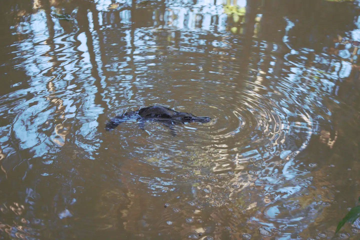 Det særprægede næbdyr i sit naturlige miljø, hvor det kan ligne en lille bæver – med næb.