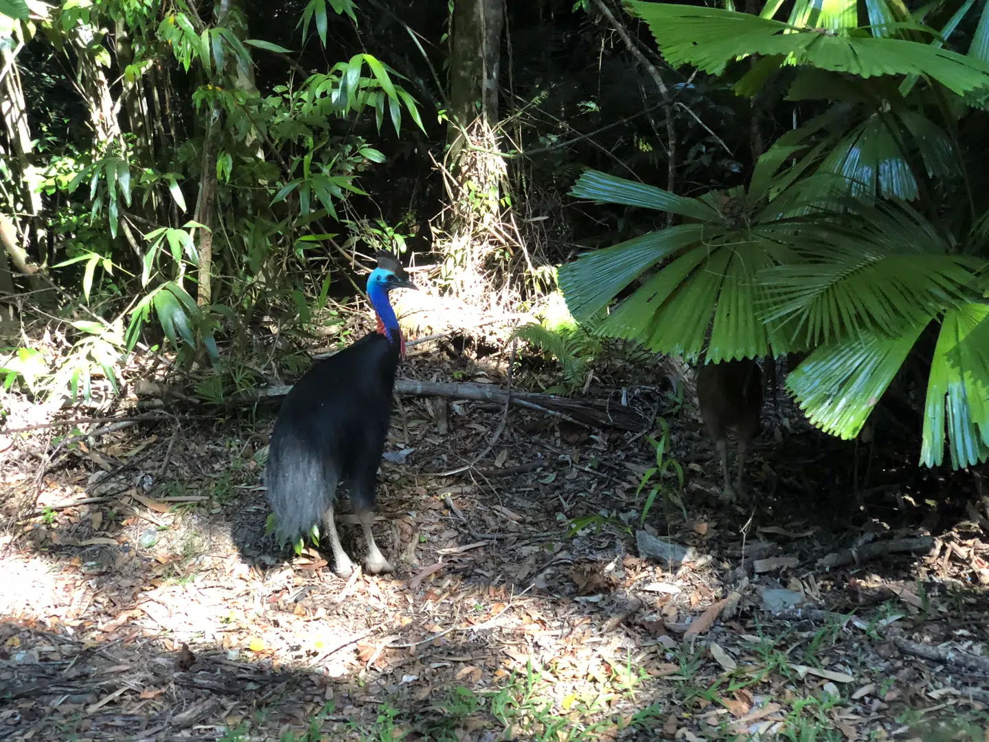 Den lille, emu-lignende kasuar er alvorligt truet, og bestanden er større i verdens zoologiske haver end i naturen – men den kan findes vildt i den australske Daintree-regnskov.