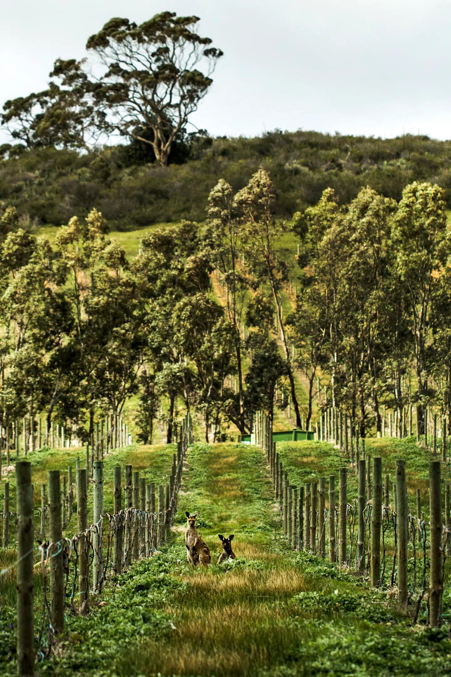 En flok kænguruer ligger og daser i solen på en vinmark, indtil vi kører ind til siden og forstyrrer deres ro. Der er vidst ingen tvivl om, hvor i verden vi befinder os. Foto: Lise Balsby