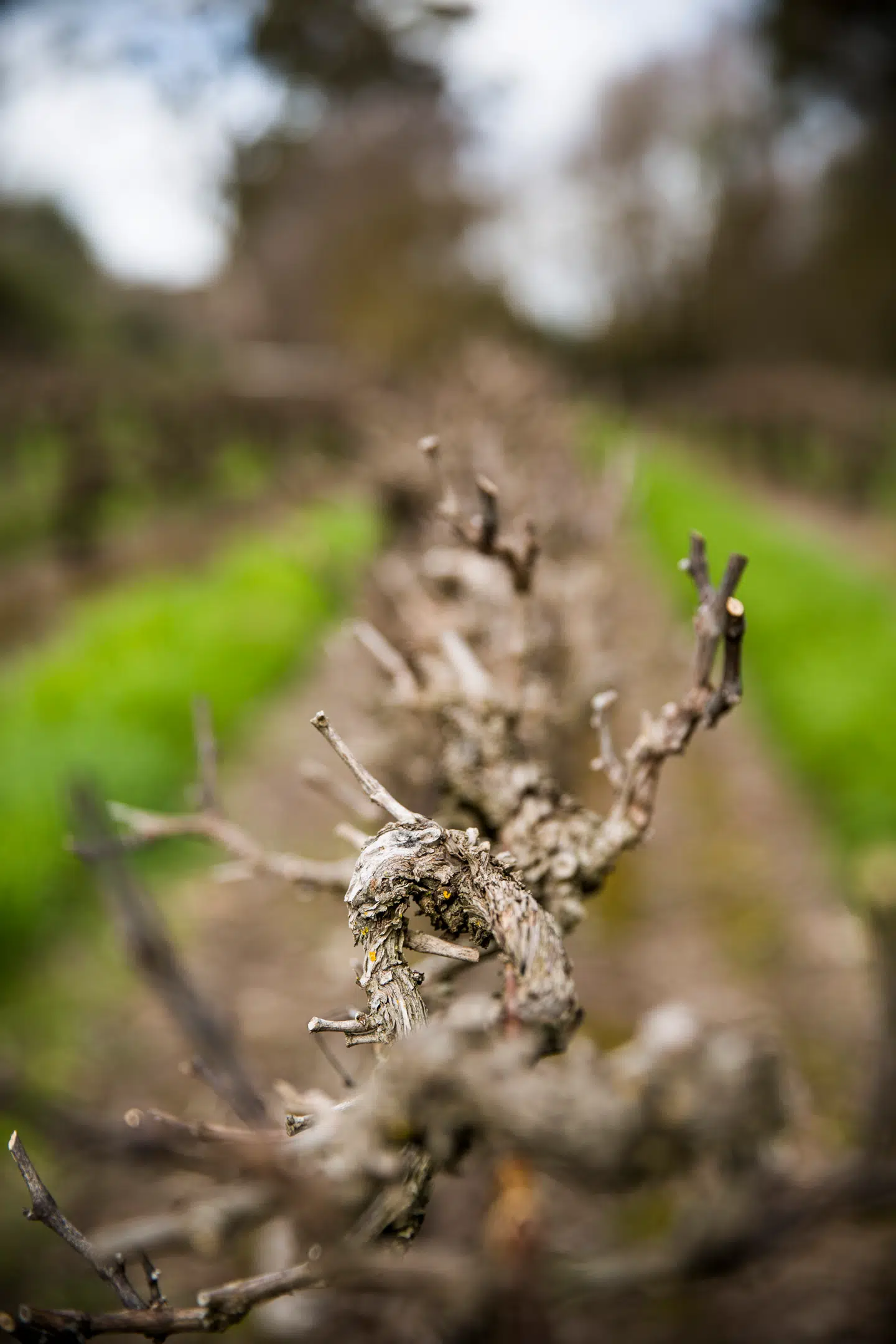 I august er det vinter i Australien, så vinrankerne står nøgne hen – klippet til og klar til næste sæson.
