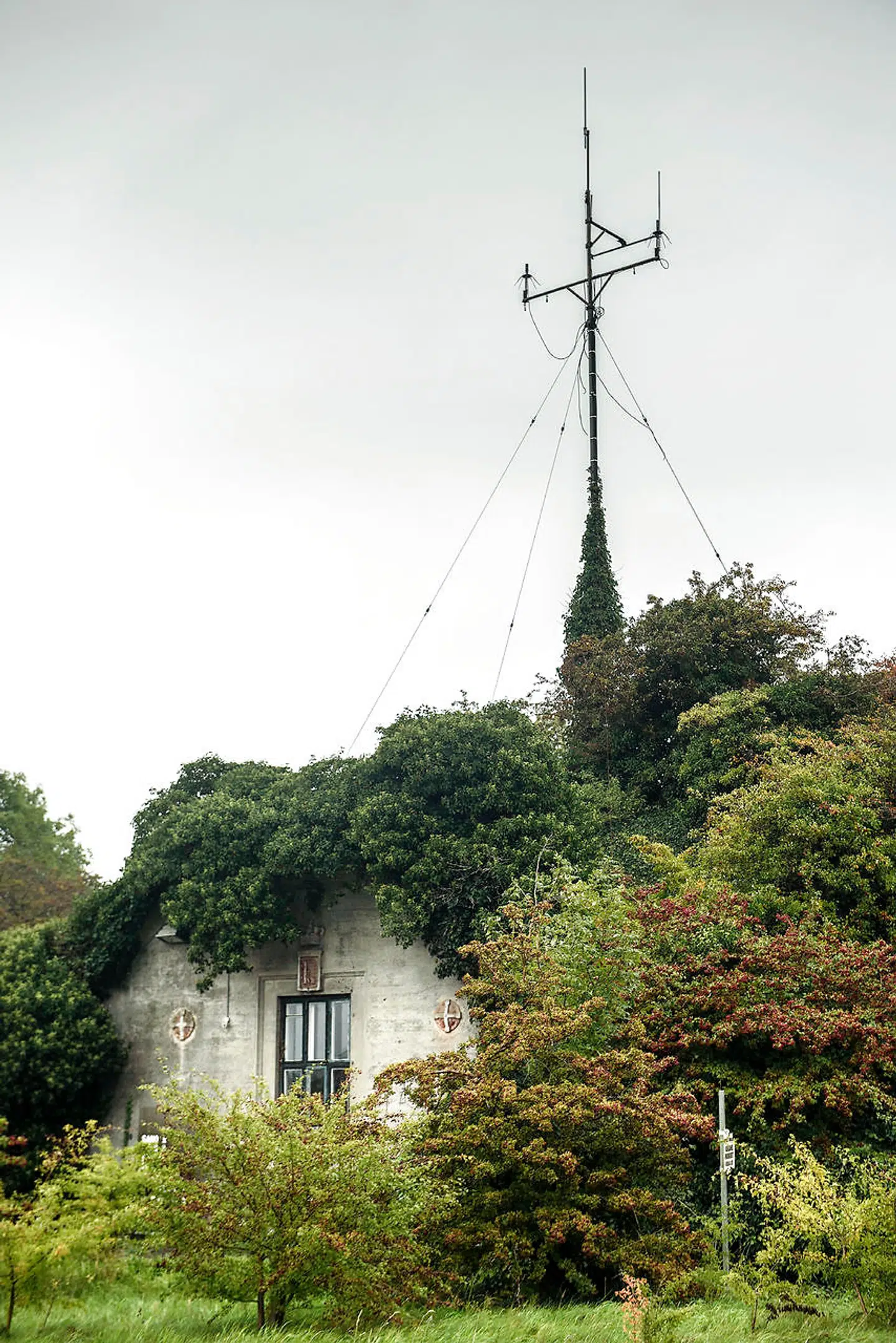 Klatreplanter har næsten spist mange af de gamle militærbygninger på Lynetten.