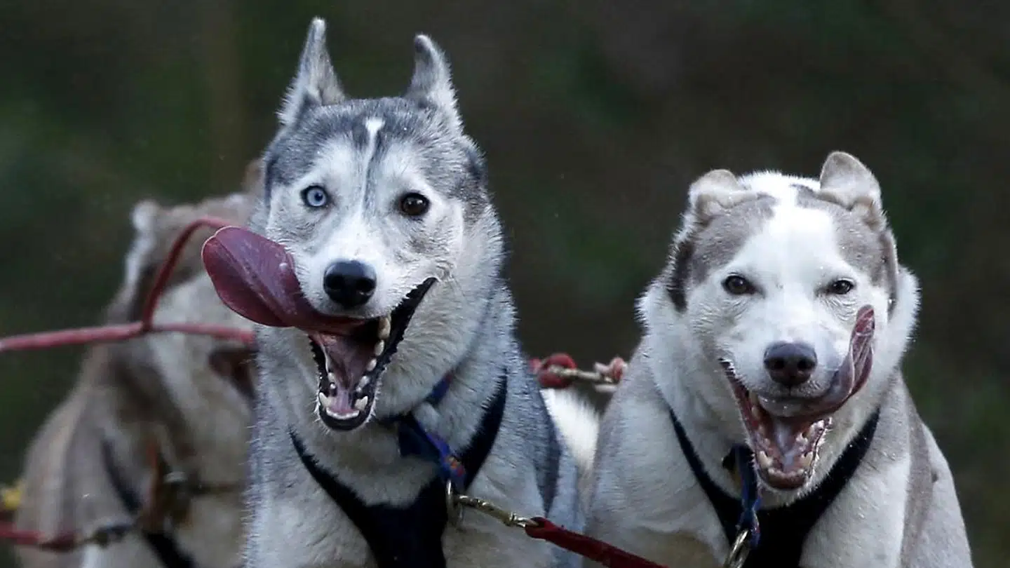 To Siberian Husky-hunde i fuldt firspring til et hundeløb. Der er rundt regnet 70 vognførere, der kører med hunde, i Danmark.