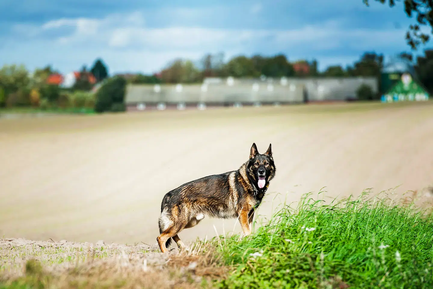 Politiethund gennemsøger Espe.