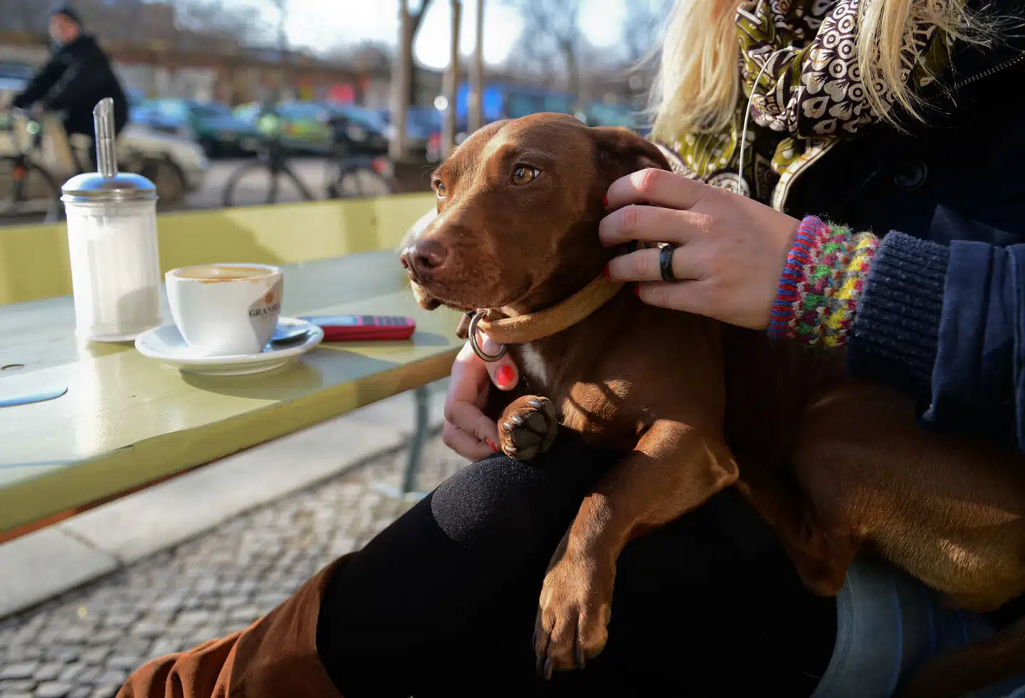 Cornelius Winther-Schmidt har været på rundtur med sin hund i Europa. Og han er nu ikke i tvivl om, at danske restauratører kunne gøre det bedre på et bestemt punkt vedrørende netop hunde med inspiration fra resten af det europæiske kontinent. Arkivfoto.