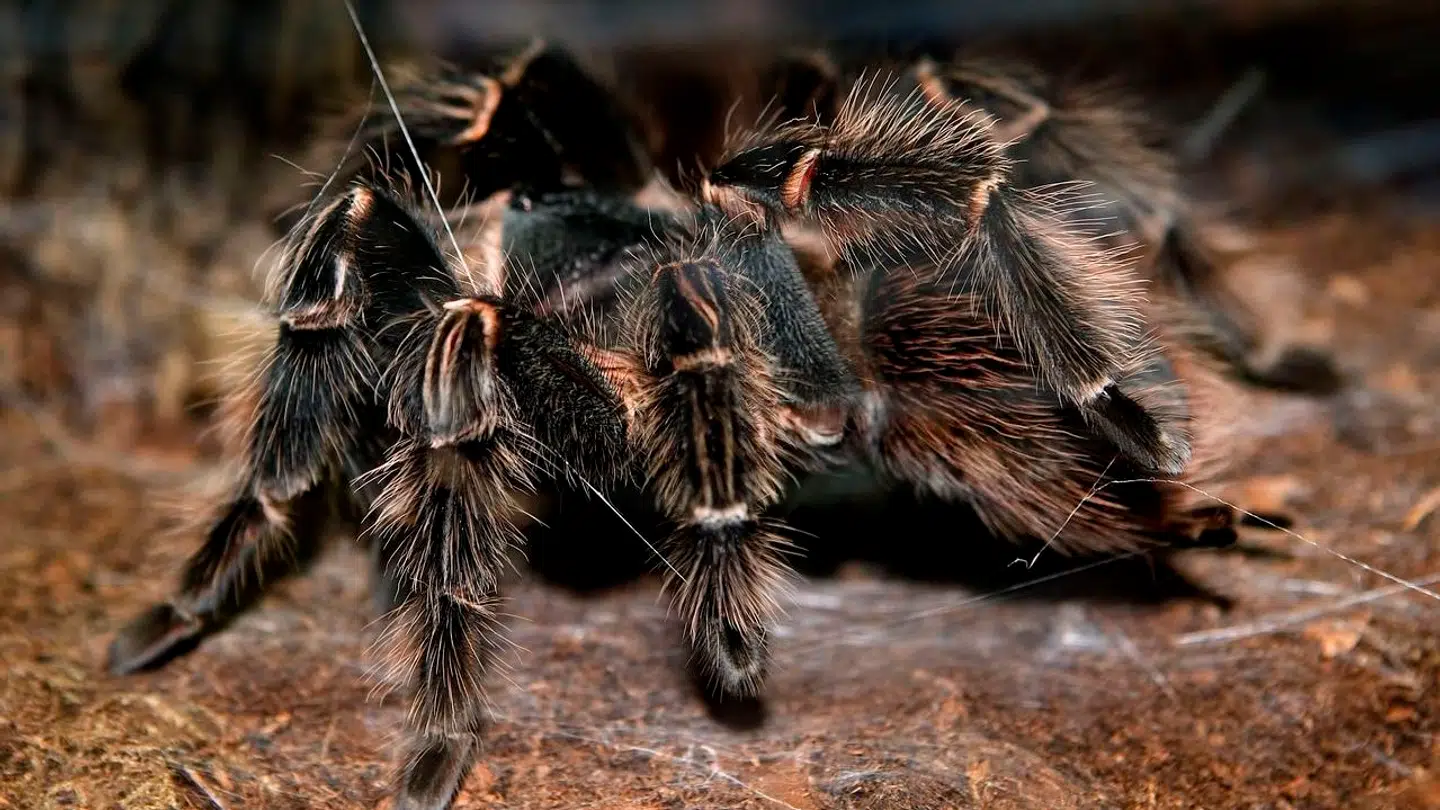 En fugleedderkop er sluppet løs i Islandsgården på Amager. (Arkivfoto)