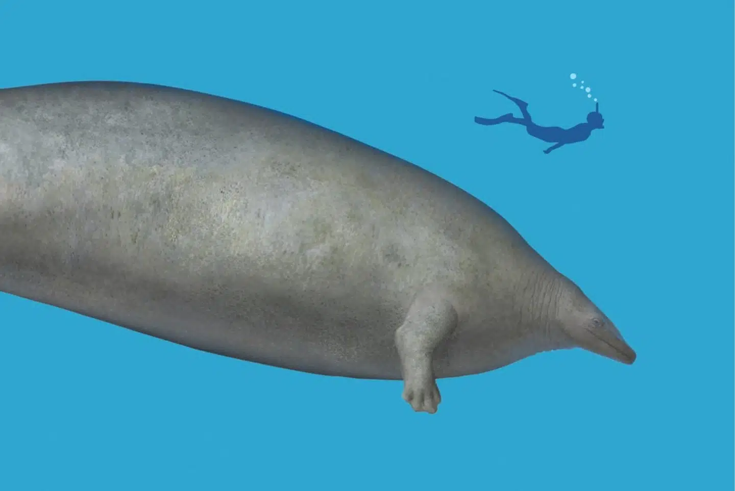 Perucetus colossus - her i en kunstnerisk gengivelse - har muligvis haft en større masse end blåhvalen. Alberto Gennari/Reuters