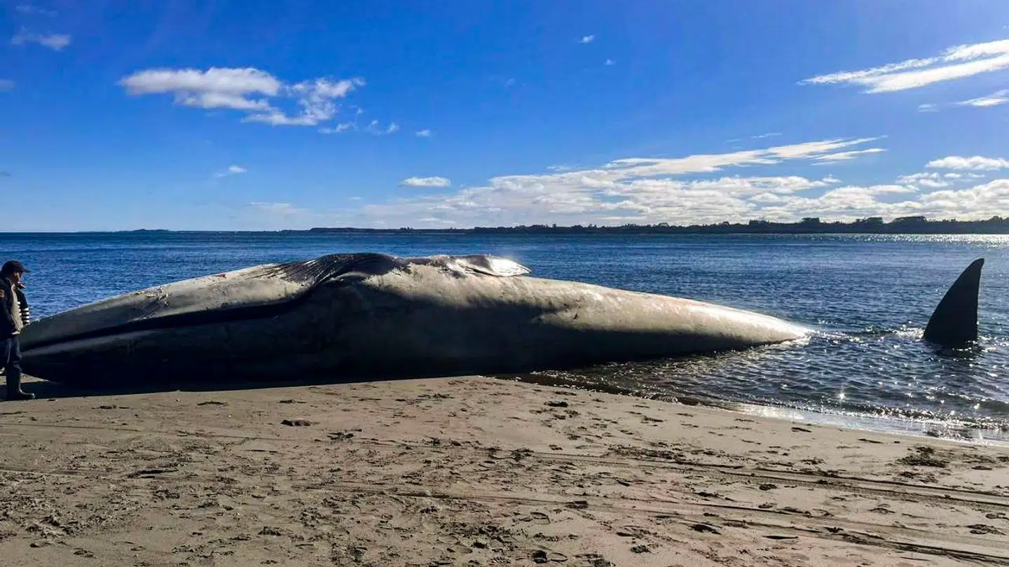 Hvalen, der er havnet på stranden i Chile, tilhører verdens største art af pattedyr.