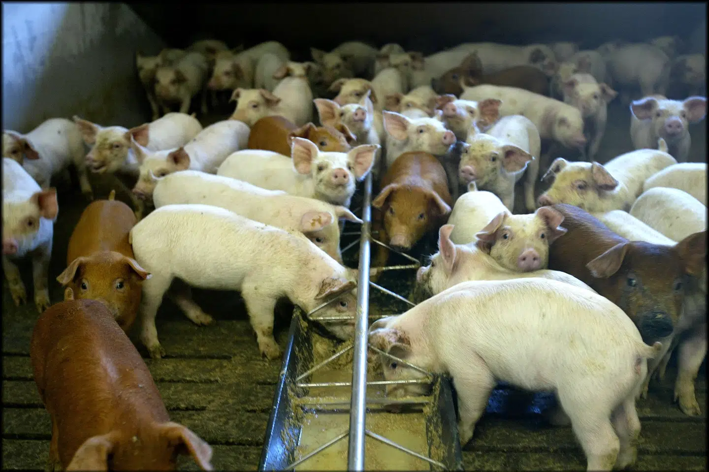 Der er over en million færre grise i Danmark end sidste år. (Arkivfoto). Henning Bagger/Ritzau Scanpix