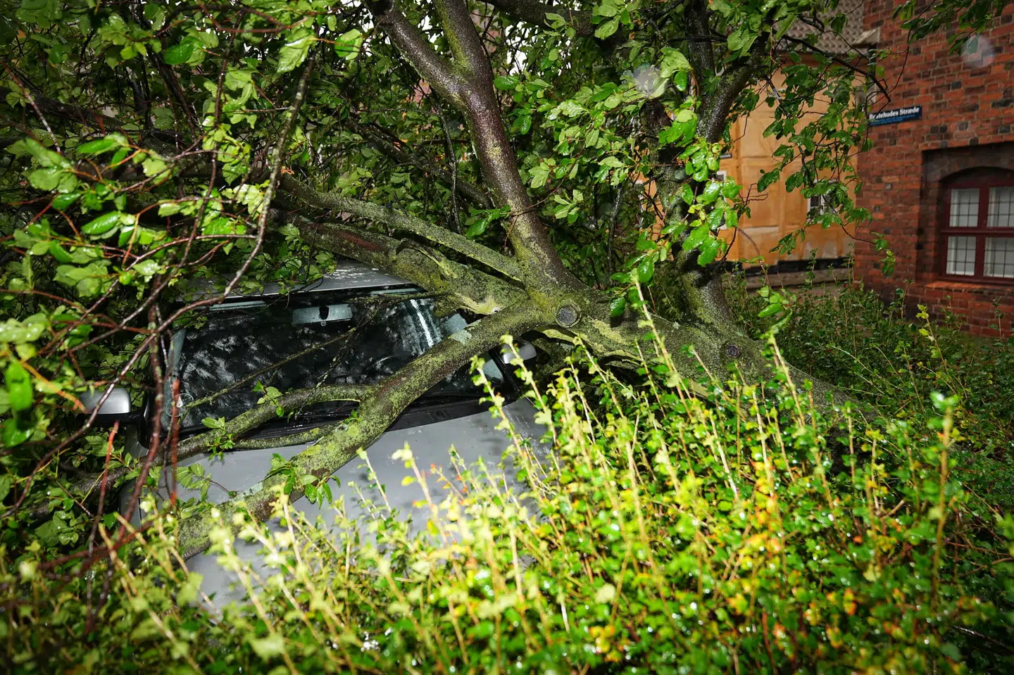 Det hårde blæser vejr over Danmark har væltet flere træer. Her er i Helsingør, hvor en uheldig bilejer havde stillet sin bil under et træ. Mads Claus Rasmussen/Ritzau Scanpix