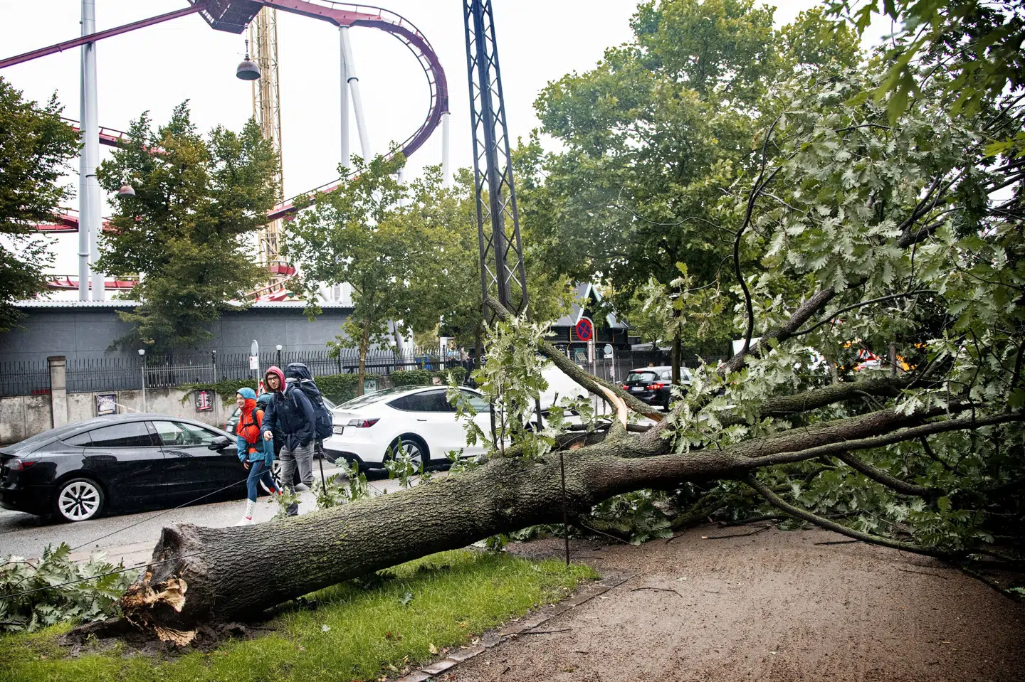 Mandag er et træ væltet træ ved Tivoli og Glyptoteket på grund af det voldsomme blæsevejr. (Arkivfoto).