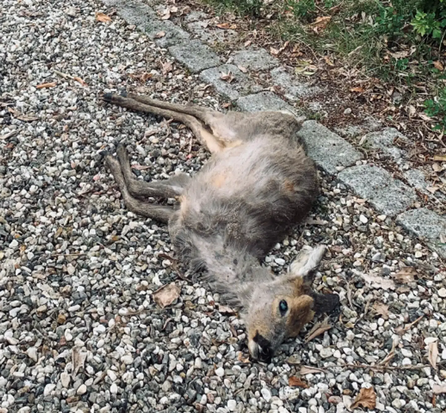 Rådyret afgik ved døden efter mødet med hunden.