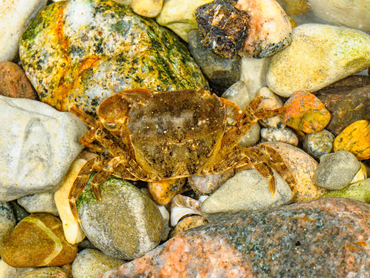 Krabben, der blev fundet i Hornbæk, er nu ved Øresundsarkivet i Helsingør.