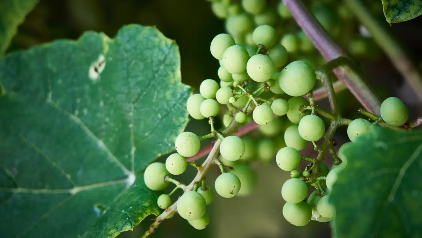Alpelandet Schweiz har mange bjergskråninger, som er ideelle til vinproduktion.