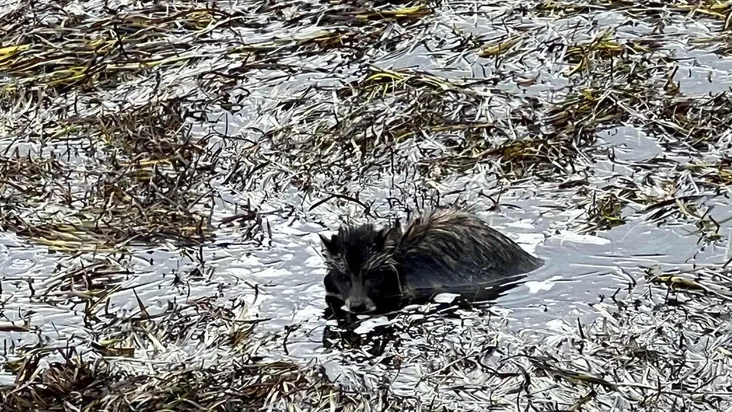 Mårhunden blev reddet op af vandet og har det efter omstændighederne godt, oplyser Nordjyllands Beredskab.