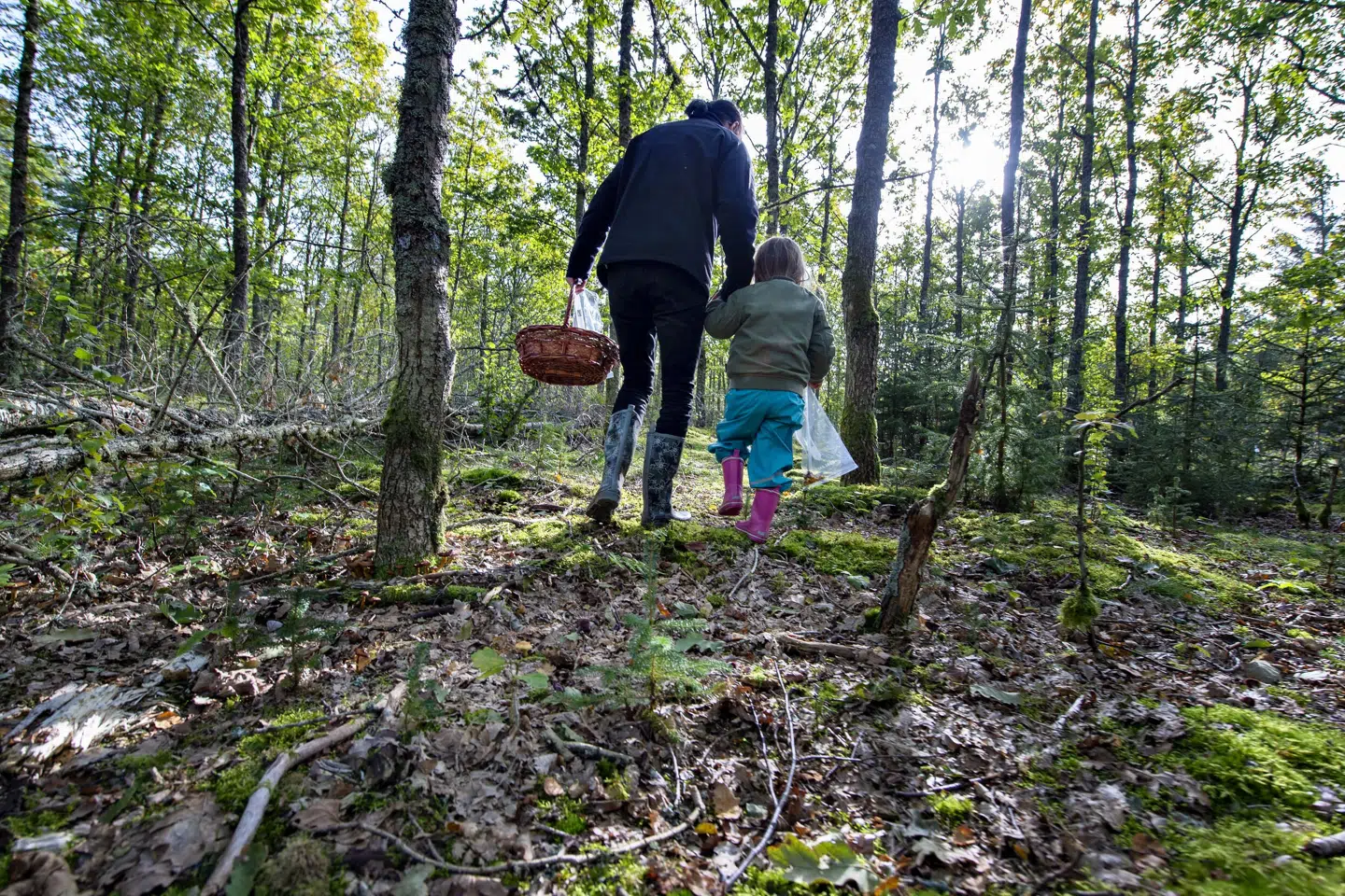 Fødevarestyrelsen anbefaler, at man kun spiser svampe, som man kender 100 procent. Herudover skal svampe ikke spises rå og kun friske svampe skal indgå i madlavningen, råder styrelsen. (Arkivfoto). Henning Bagger/Ritzau Scanpix