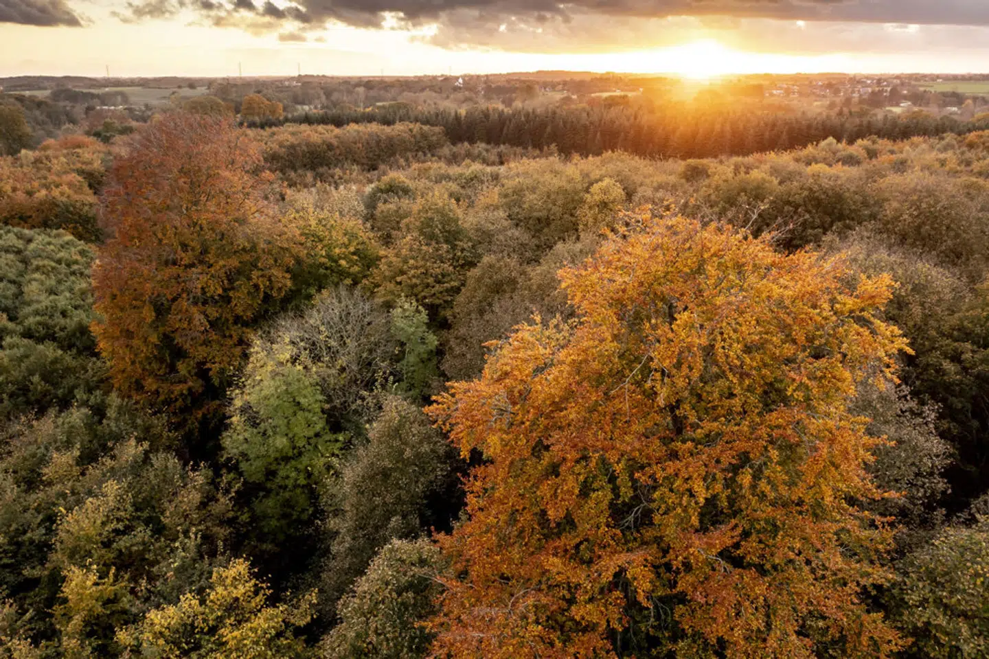 Kampagnen »Plads til alle arter, også dig« skal forbedre biodiversiteten i de danske skove. - Foto: Mads Claus Rasmussen/Ritzau Scanpix