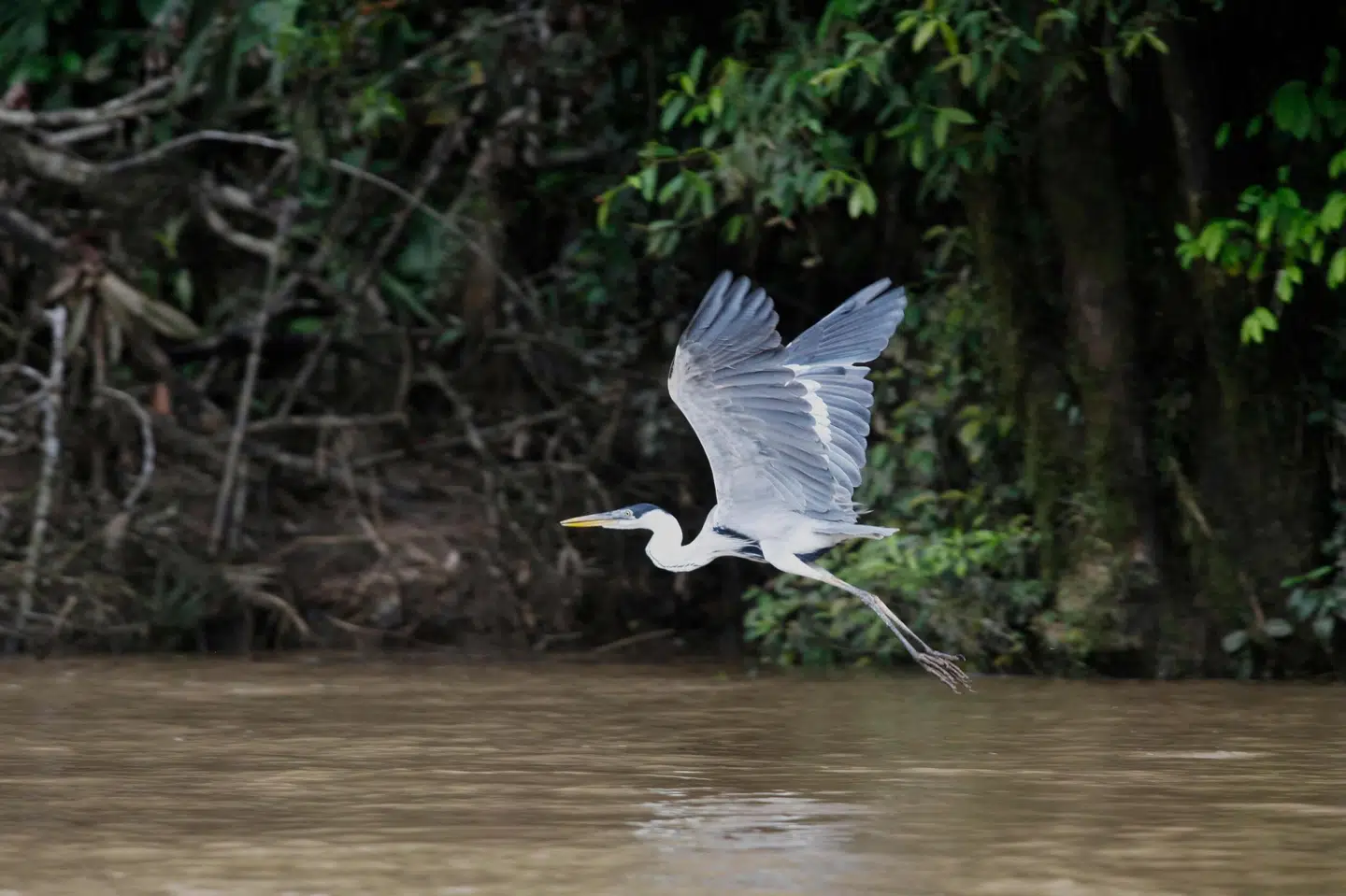 Nationalparken Yasuni beskrives om et af de mest diverse naturområder i verden. (Arkivfoto). Galo Paguay/Ritzau Scanpix