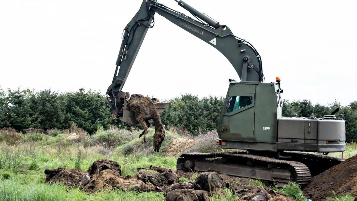 Der graves på markerne ved Stutteri Viegård i Skals, onsdag den 23. august 2023. Myndighederne leder efter nedgravede heste ved stutteriets ejendomme, skriver Ritzau.