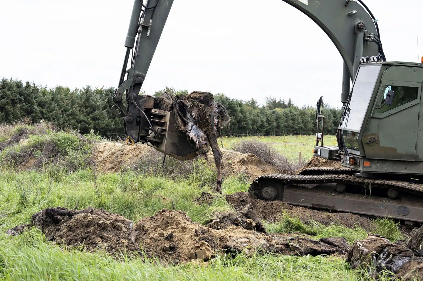 Der graves på markerne ved Stutteri Viegård i Skals, onsdag 23. august 2023. Myndighederne leder efter nedgravede heste ved stutteriets ejendomme. Det handler først og fremmest om at finde ud af, om der er nedgravet heste uden tilladelse. Stutteriet er i forvejen sigtet for en række overtrædelser af dyrevelfærdsloven. (Foto: Henning Bagger/Ritzau Scanpix) Henning Bagger/Ritzau Scanpix