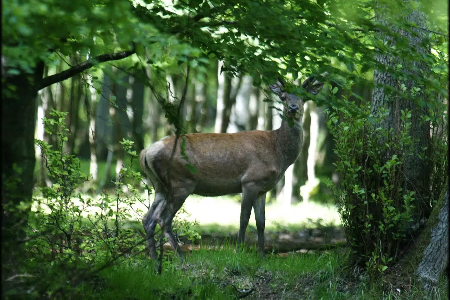 Det var blandt andet bjørne, giraffer og kronhjorte, der blev GSP-tracket i forsøget. Henning Bagger/Ritzau Scanpix