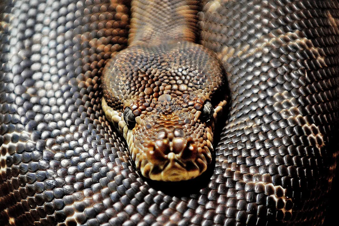 En art af tæppepython, som er den slags slange, der formodes at have videregivet rundormen til kvinden gennem afføring. (Arkivfoto).