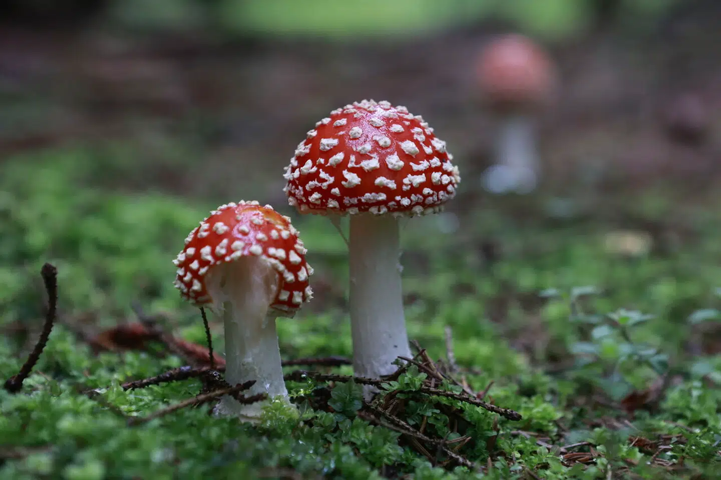 Nogle af bøgerne omtaler lugt og smag som måder at identificere svampe på, hvilket eksperter siger »absolut ikke burde være tilfældet«.