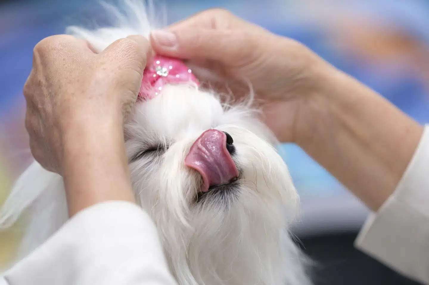 Fem personer anklages for ulovlig import og videresalg af op mod 130 hundehvalpe af racen malteser. På billedet ses en hund af netop denne race. Hunden på billedet har dog ikke noget med sagen at gøre. (Arkivfoto). Peter Steffen/Ritzau Scanpix