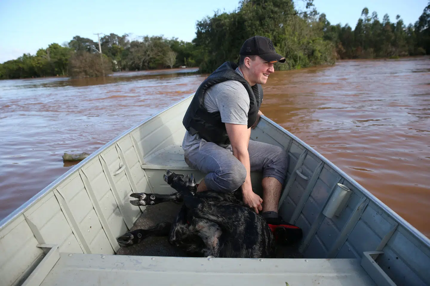 En mand har reddet en kalv, der var ved at drukne i oversvømmelserne i Rio Grande do Sul. Diego Vara/Reuters