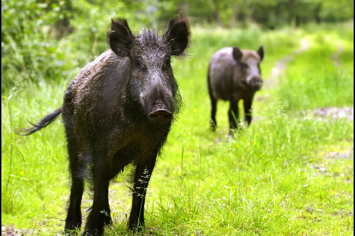 Vi afspærrer et område på 800 kvadratkilometer. Vi vil indføre ekstremt alvorlige restriktioner, og det vil folk i området komme til at mærke, siger statsveterinær Erika Chenais, efter at fund af døde vildsvin nordvest for Stockholm har skabt frygt for svinepest i Sverige. (Arkivfoto). Morten Juhl/Ritzau Scanpix