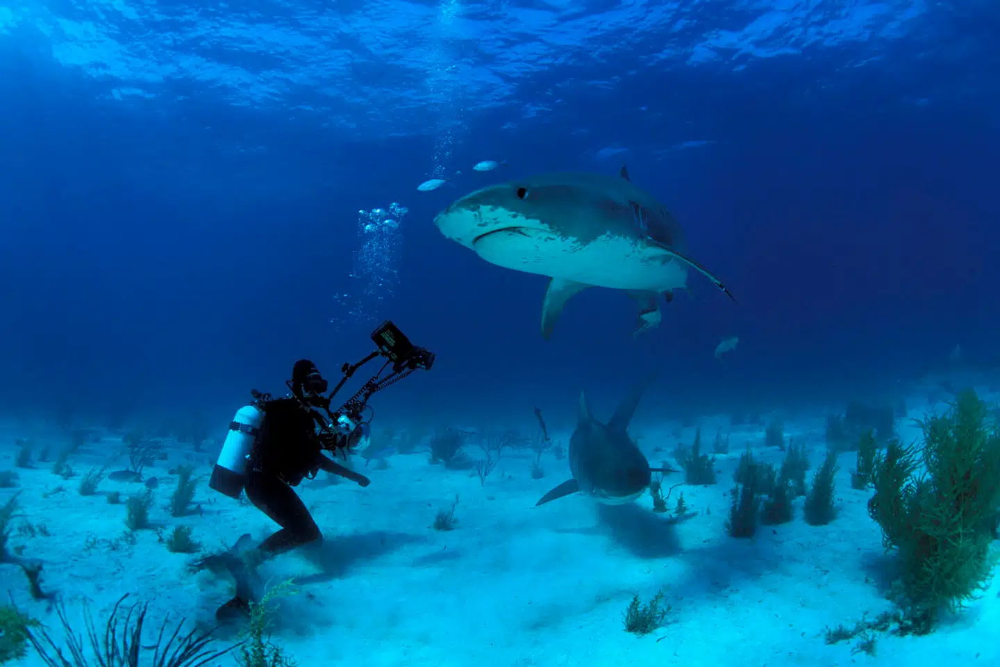 Ingen anden art er i nærheden af at have så mange liv på samvittigheden som mennesker. Hvert år slår vi over en milliard grise, omkring en halv milliard køer og cirka 100 milliarder høns og kyllinger ihjel. Til sammenligning bliver omkring fem mennesker dræbt af hajer i et typisk år.