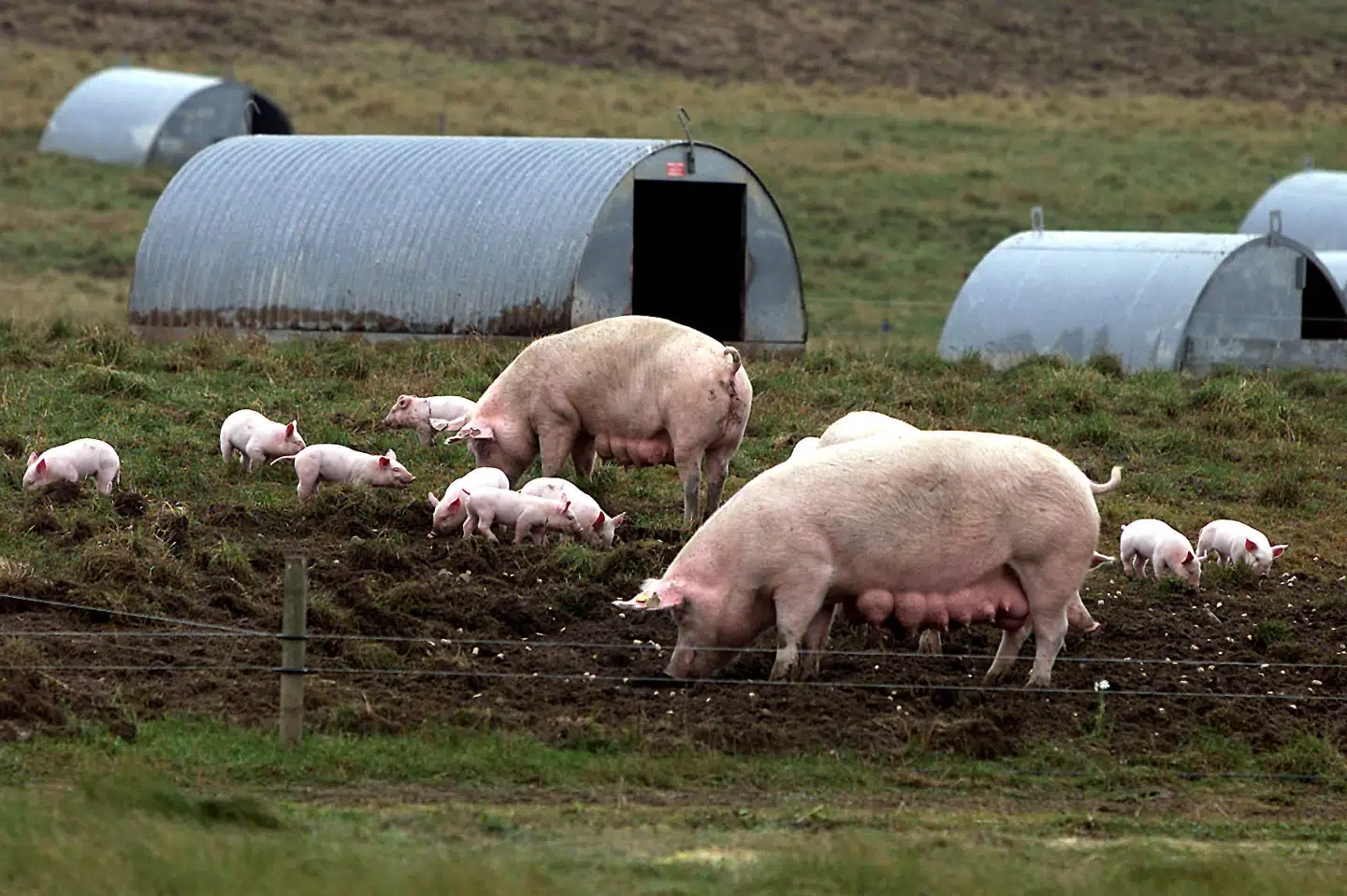 Danish Crown har investeret i et databaseret kontrolsystem, så virksomheden kender produktionsdata og udledninger gennem hele processen fra landmanden til køledisken.