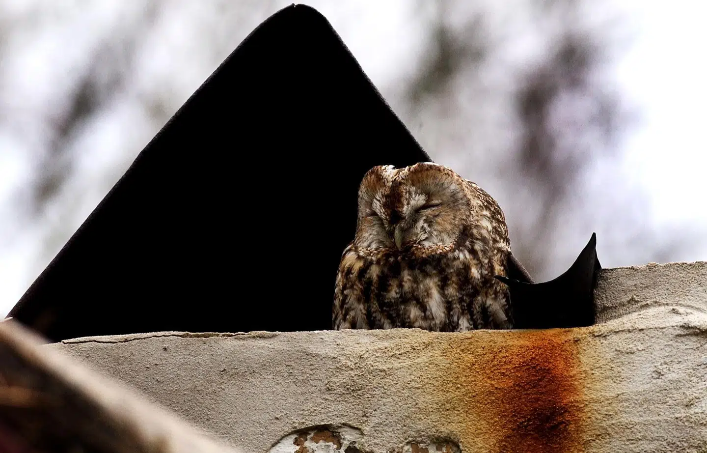 Natugle. Foto: Morten Juhl