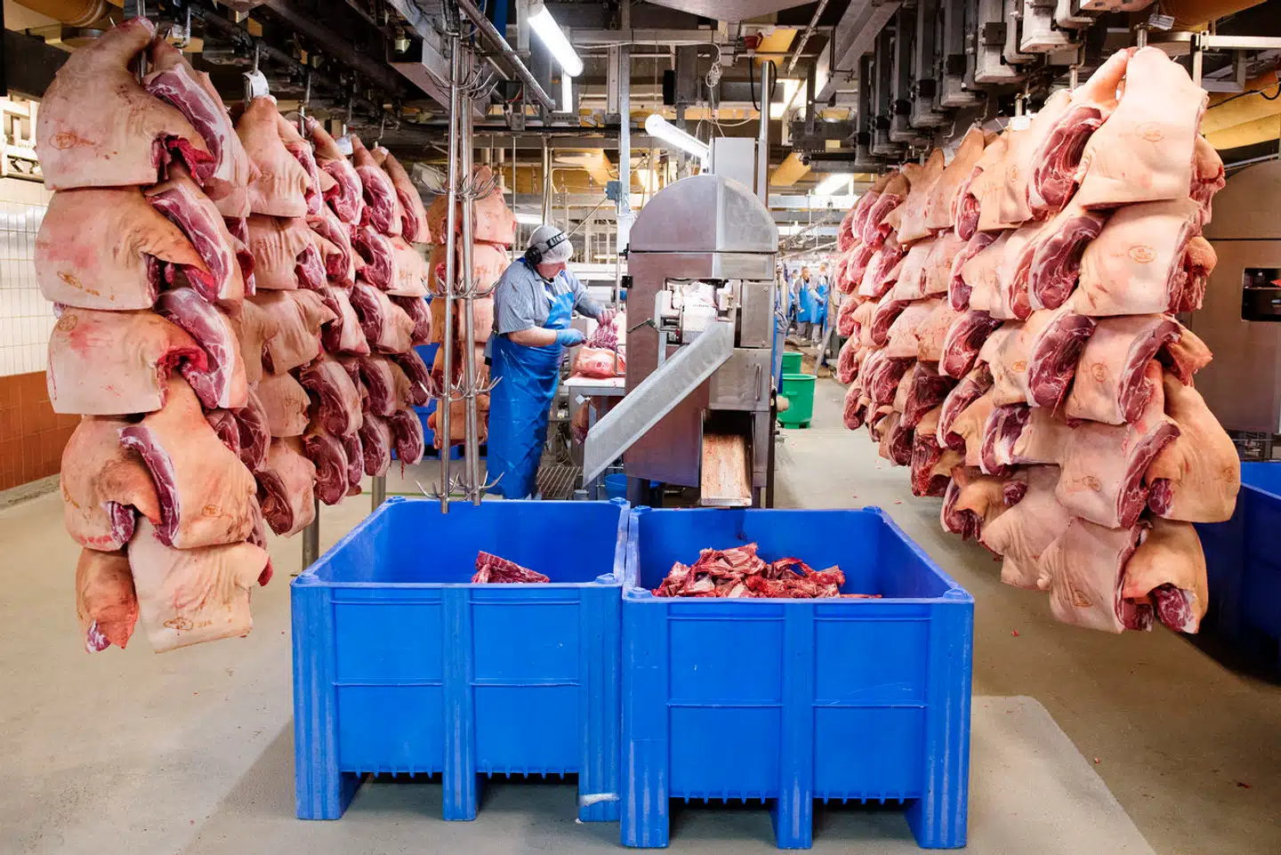 Slagteriet i Sæby er på kringlet vis blevet et offer for krigen i Ukraine. Arkivfoto: Tao Lytzen, Scanpix