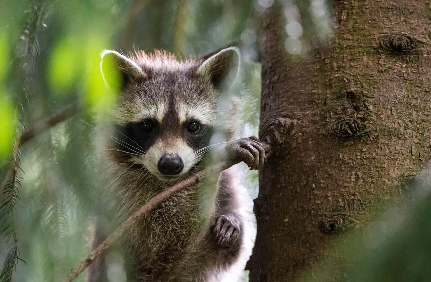 Foto: Lino Mirgeler, AP / Scanpix