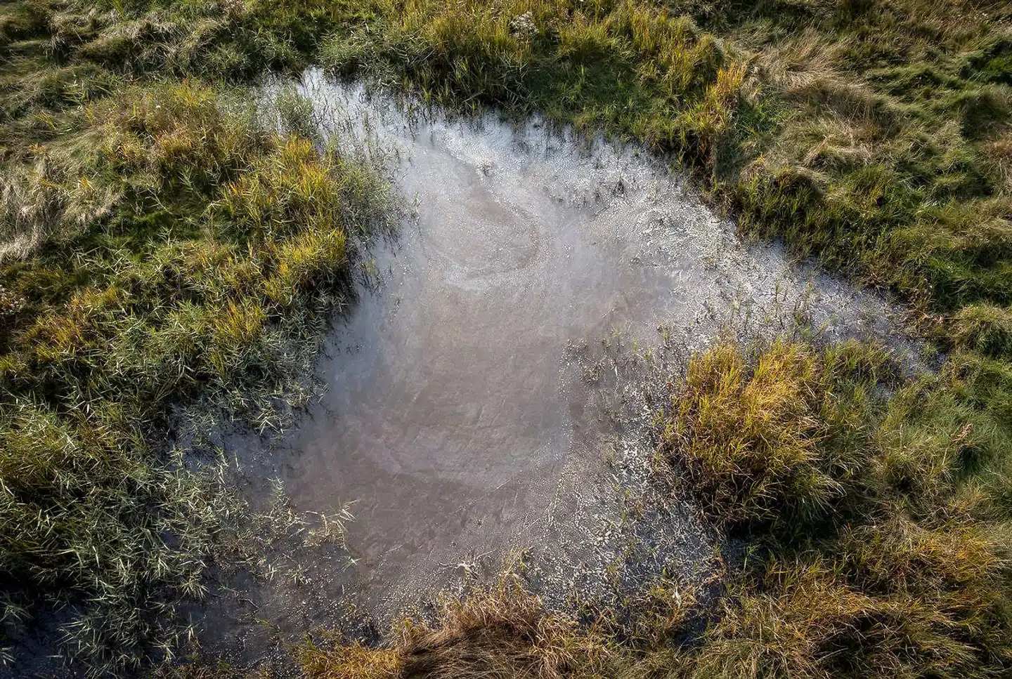 Der dukker PFAS op overalt. Først var det græssende køer i Korsør, så var det vandboringer på Fanø og i denne uge var det økologiske æg. Foto: Mads Claus Rasmussen, Scanpix