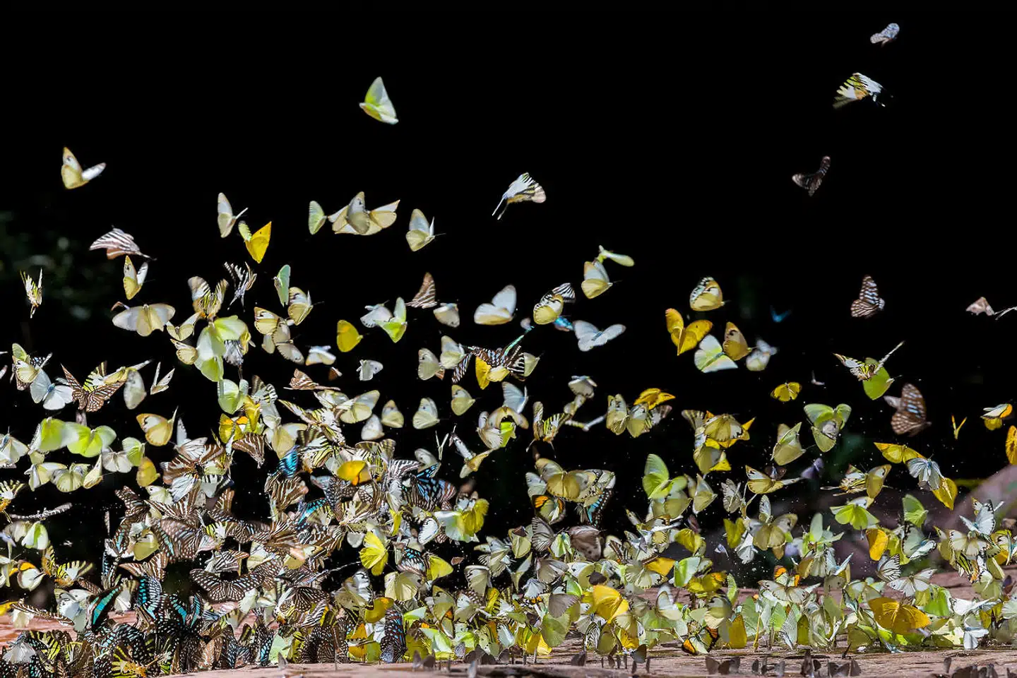 Foto: Furoking300/Shutterstock.