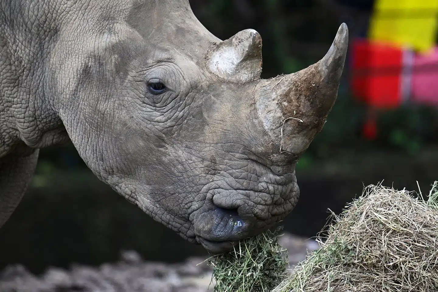Målinger af næsehornsarters horn bakker op om teorien om, at hornene svinder ind som resultat af den markante trussel fra krybskytter. Foto: Johan Ordonez, Scanpix
