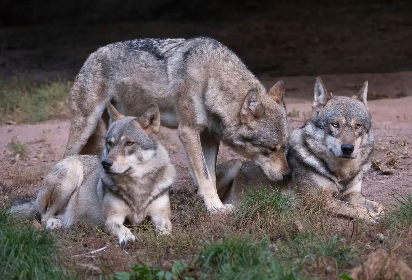 Foto: Bernd Wei'brod, Scanpix