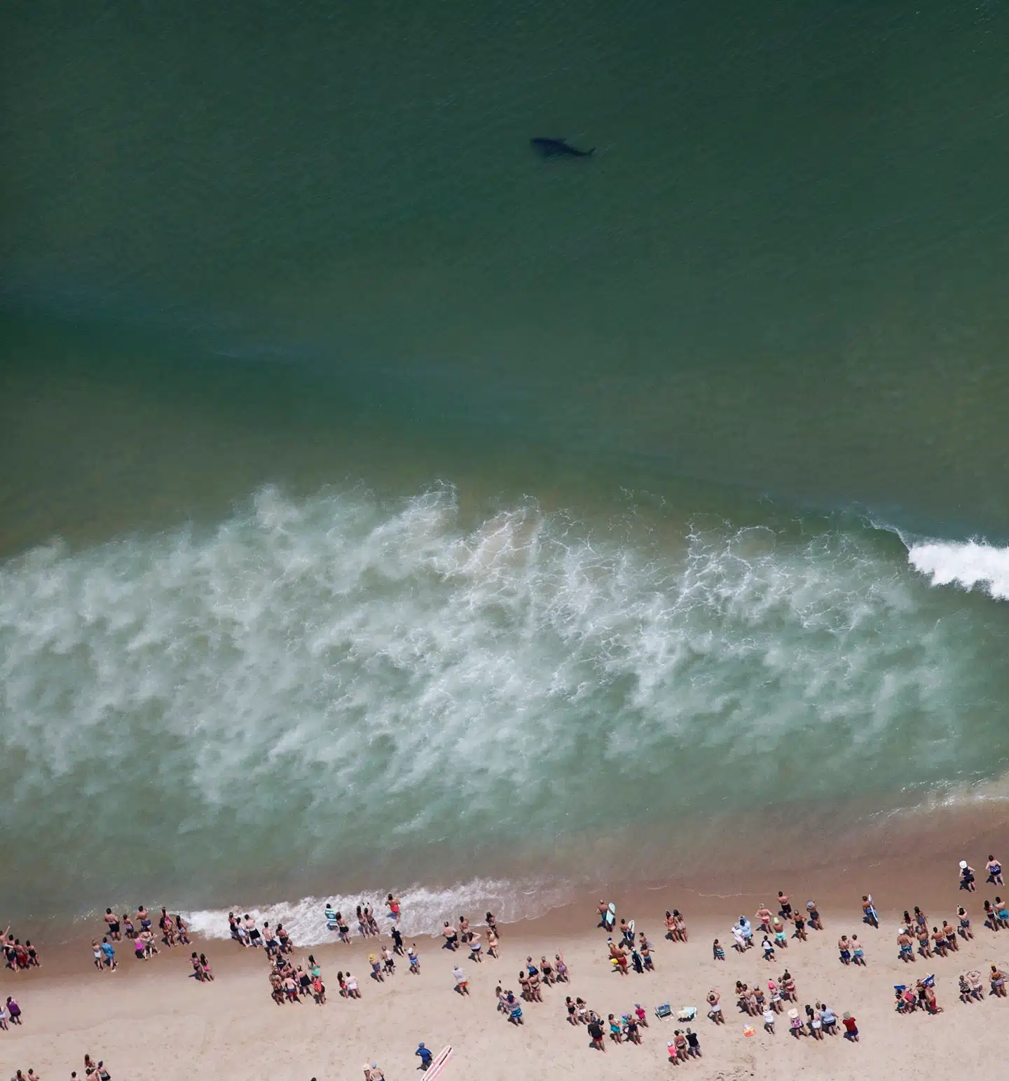 Foto: Wayne Davis, Atlantic White Shark Conservancy